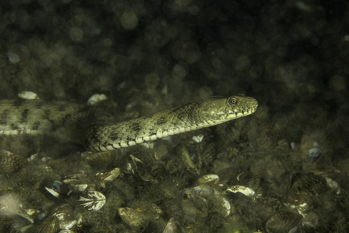 Dice snake, Natrix tessellata, Lugano lake, Ticino, Switzerland.