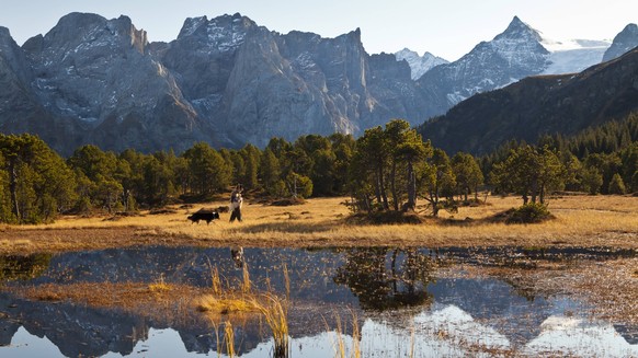 Bildnummer: 57290477 Datum: 09.11.2011 Copyright: imago/imagebroker
Schäfer mit Hund, Moorlandschaft Chaltenbrunnen, Reichenbachtal, Rosenlaui, Blick zu den Engelhörnern, Wellhorn, Rosenlauigletscher, ...
