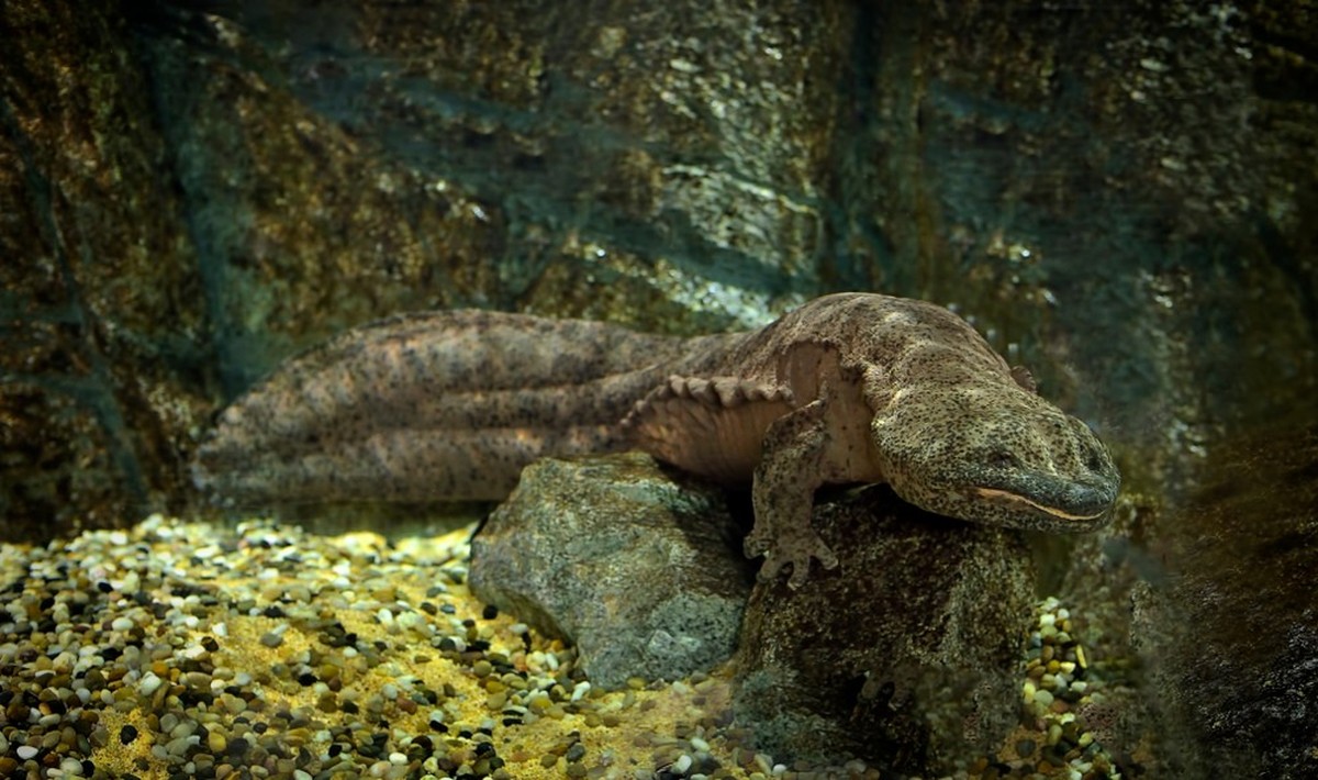 Chinesischer Riesensalamander (Andrias davidianus)