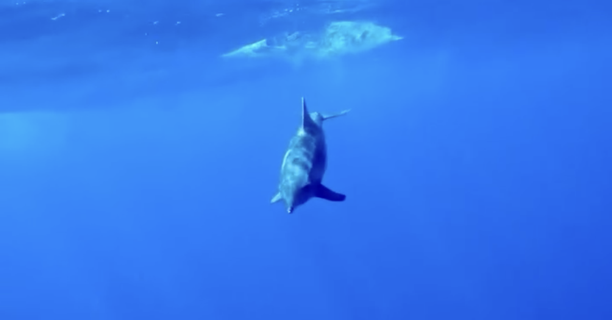 Das-ist-f-r-uns-das-Tiervideo-des-Jahres