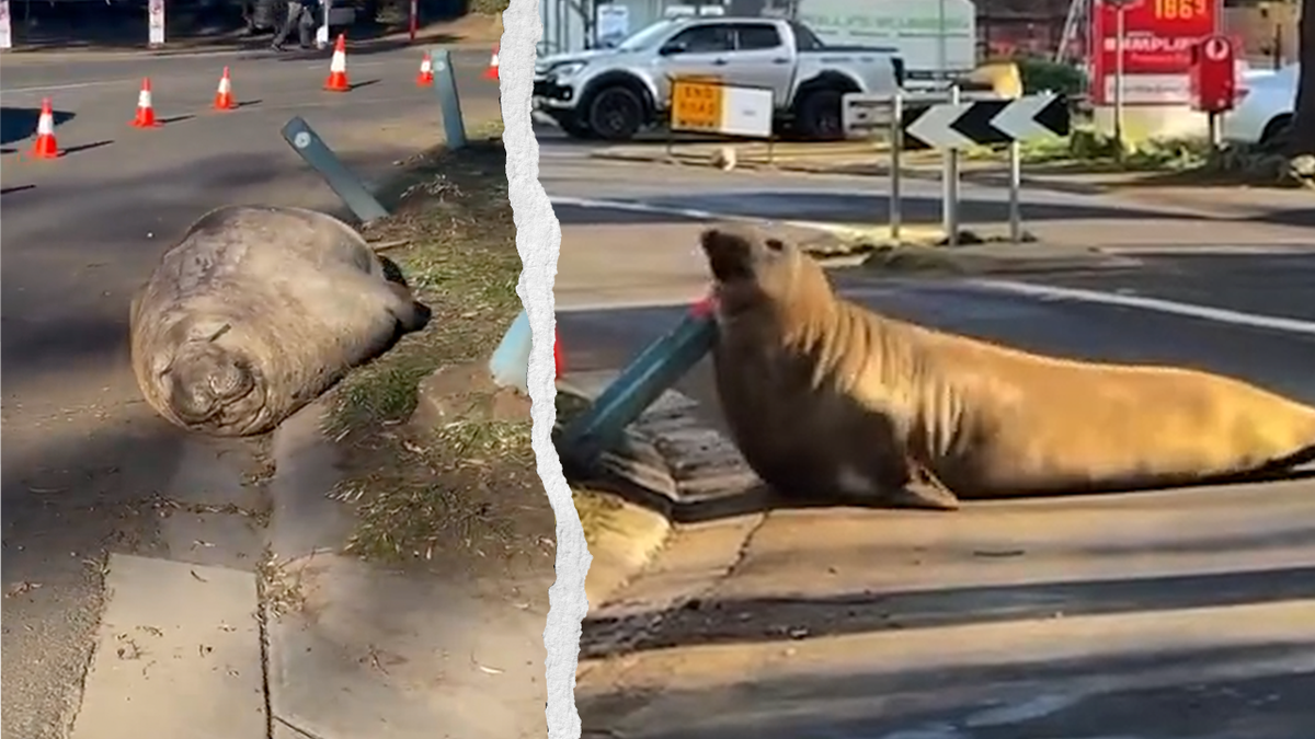 Im-Internet-ist-Neil-the-Seal-ein-Star-auf-Tasmanien-wird-er-zum-St-renfried