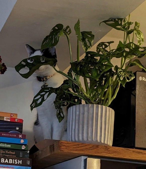 cute news tier katze

https://www.reddit.com/r/Catswithjobs/comments/1gx0dsf/he_works_as_a_spy/