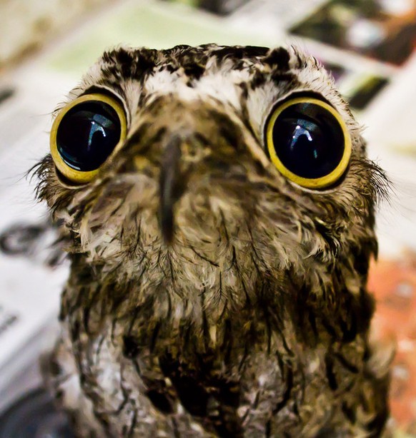 Tagschläfer (Potoo)