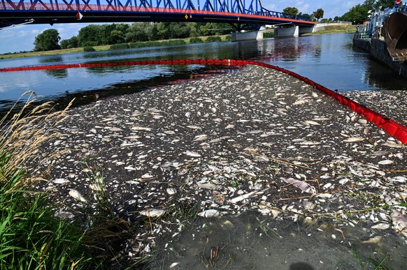 epaselect epa10122063 A flexible dam is deployed as part of the cleaning operation of the Oder River after thousands of dead fish washed up on the river banks, in Krajnik Dolny village, Poland, 15 Aug ...