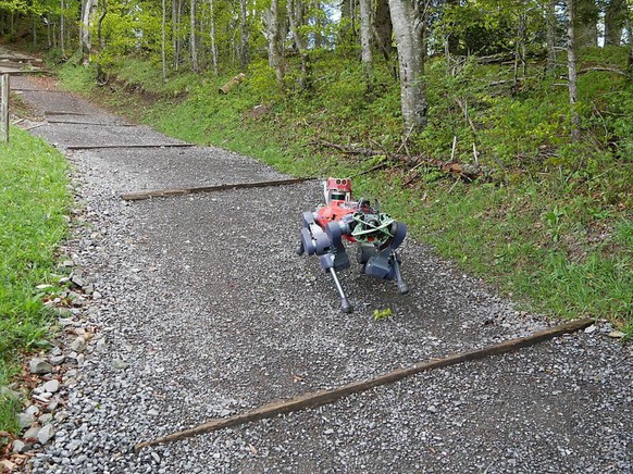 Anymal absolvierte die Wanderung am Etzel ohne Probleme.