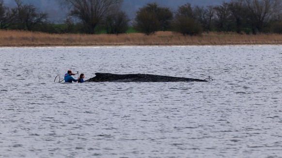 KEYPIX - 03.04.2026, Mecklenburg-Vorpommern, Weitendorf-Hof: Einsatzkräfte der Feuerwehr benetzen den Rücken des Wals, der aus dem Wasser ragt. Der vor Wismar gestrandete Buckelwal ist noch am Leben.  ...