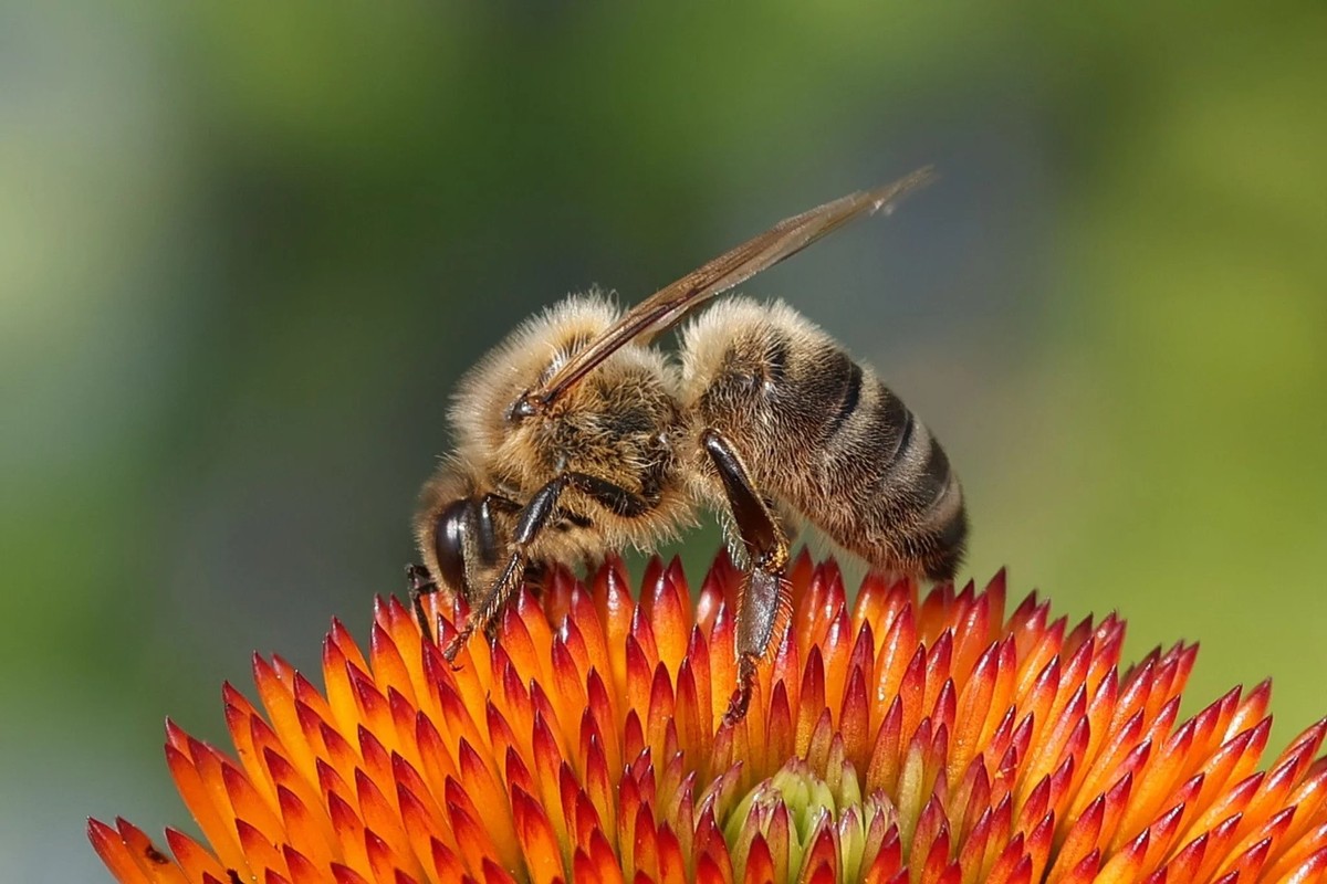 Les apiculteurs estiment que les abeilles sont en danger.