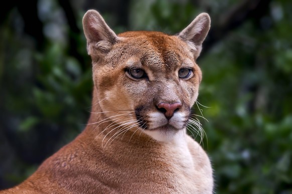 Cougar (Puma concolor), photographed in Goiais, Brazil, Cerrado Biome, Captive animal 333DTG68