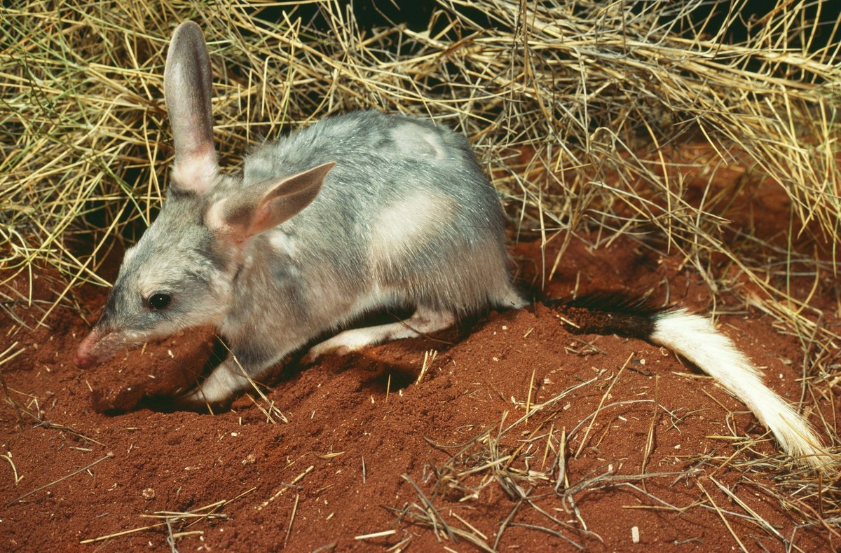 Bilby / Rabbit-Eared Bandicoot Macrotis lagotis PUBLICATIONxINxGERxSUIxAUTxONLY Copyright: JeanxPaulxFerrero 10764851