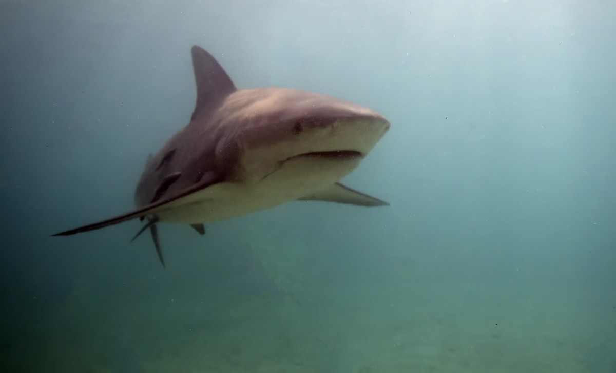 Bull Shark (Carcharhinus leucas) in Bimini, Bahamas