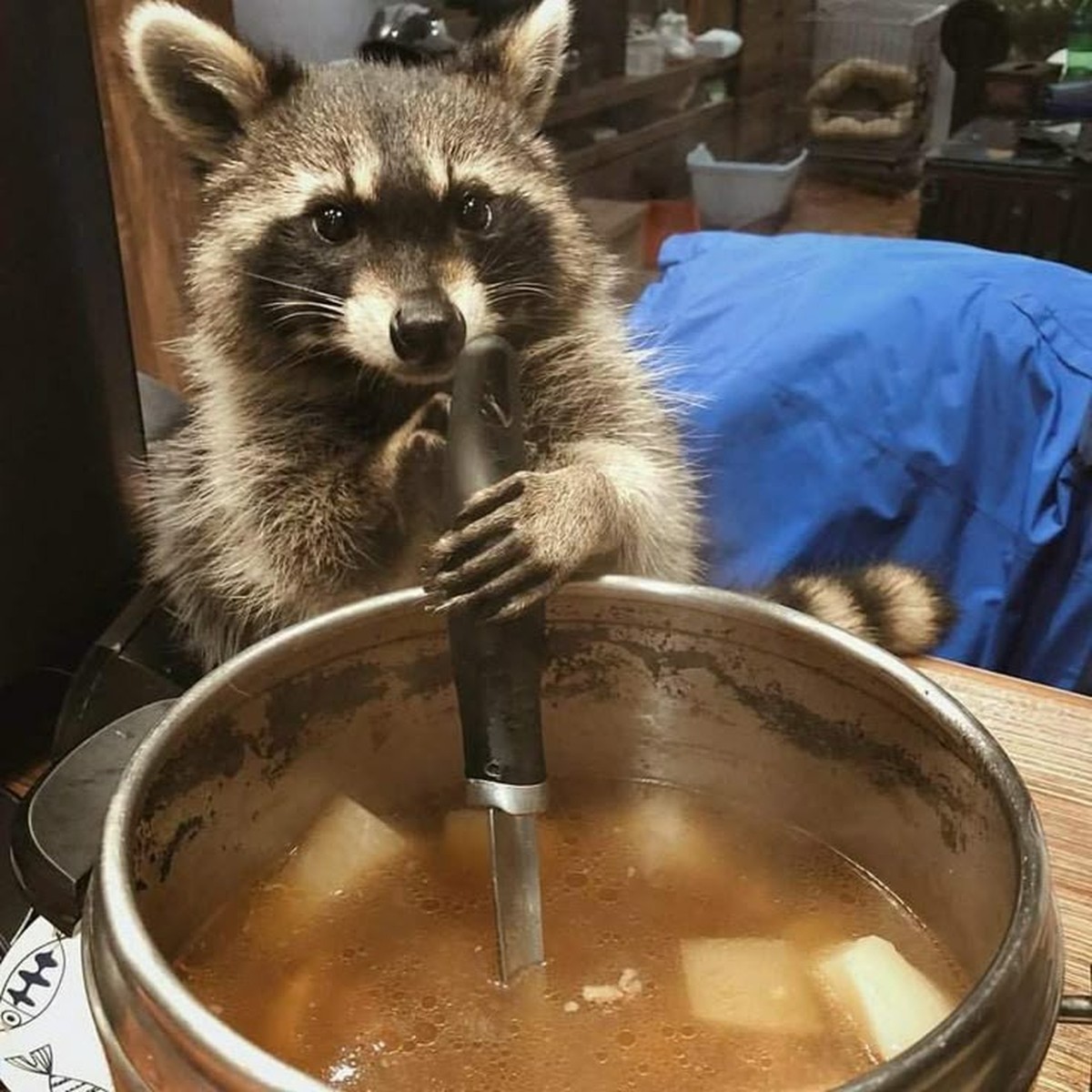 cute news tier waschbär

https://ch.pinterest.com/pin/563018698200124/