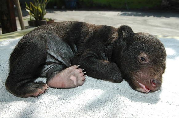 Baby-Kragenbär
https://en.wikipedia.org/wiki/Asian_black_bear#/media/File:44_days_Feb_12.jpg