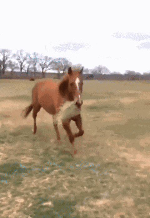 Animiertes GIF
