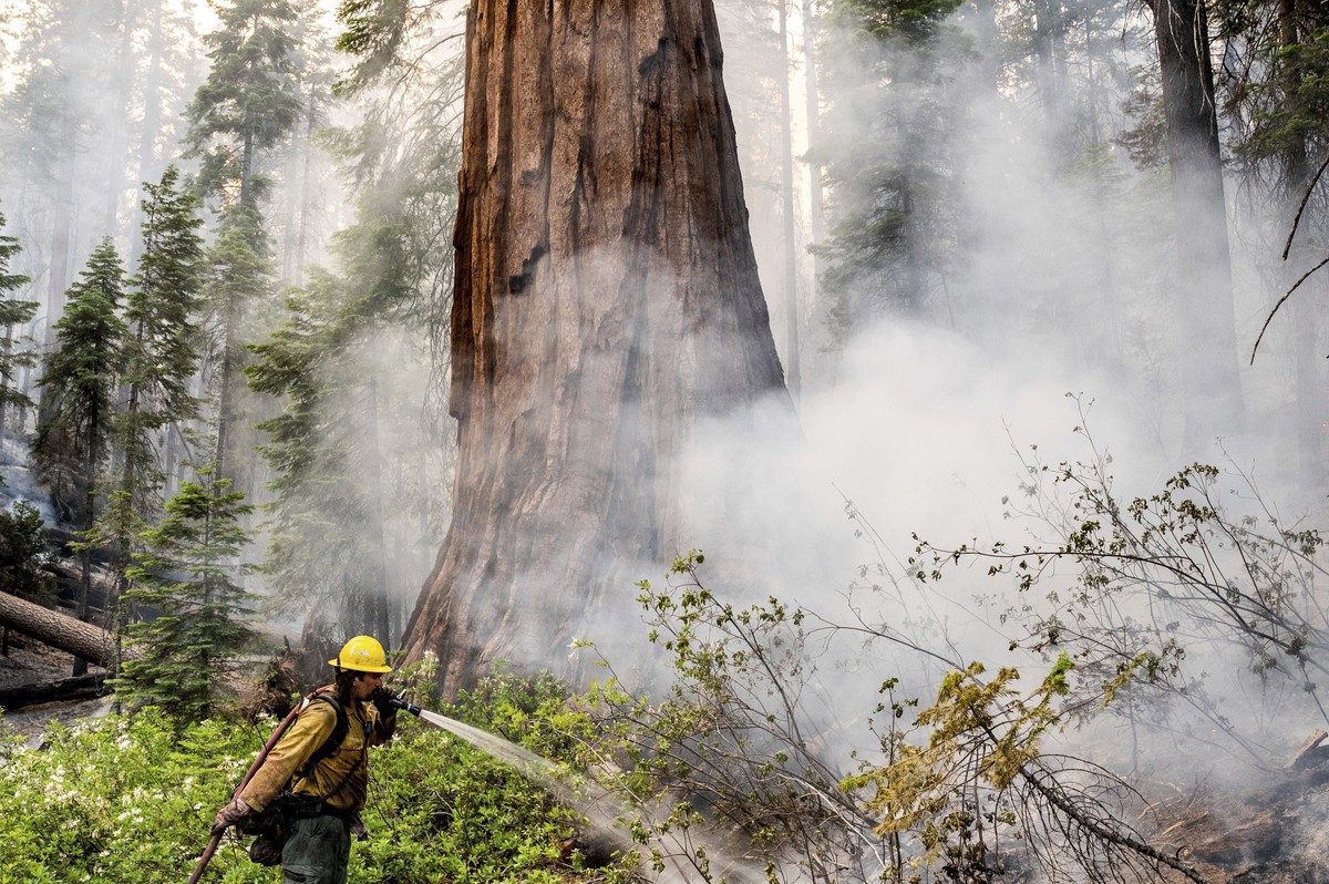 A firefighter protects a sequoia tree as the Washburn Fire burns in Mariposa Grove in Yosemite National Park, Calif., on Friday, July 8, 2022. (AP Photo/Noah Berger)