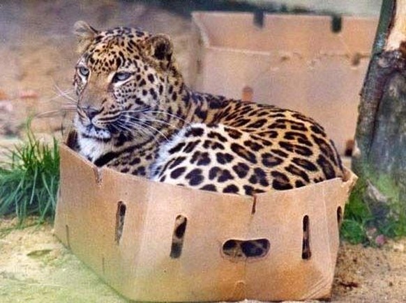 Wildkatzen sitzen in Schachteln.

http://iwastesomuchtime.com/72253
