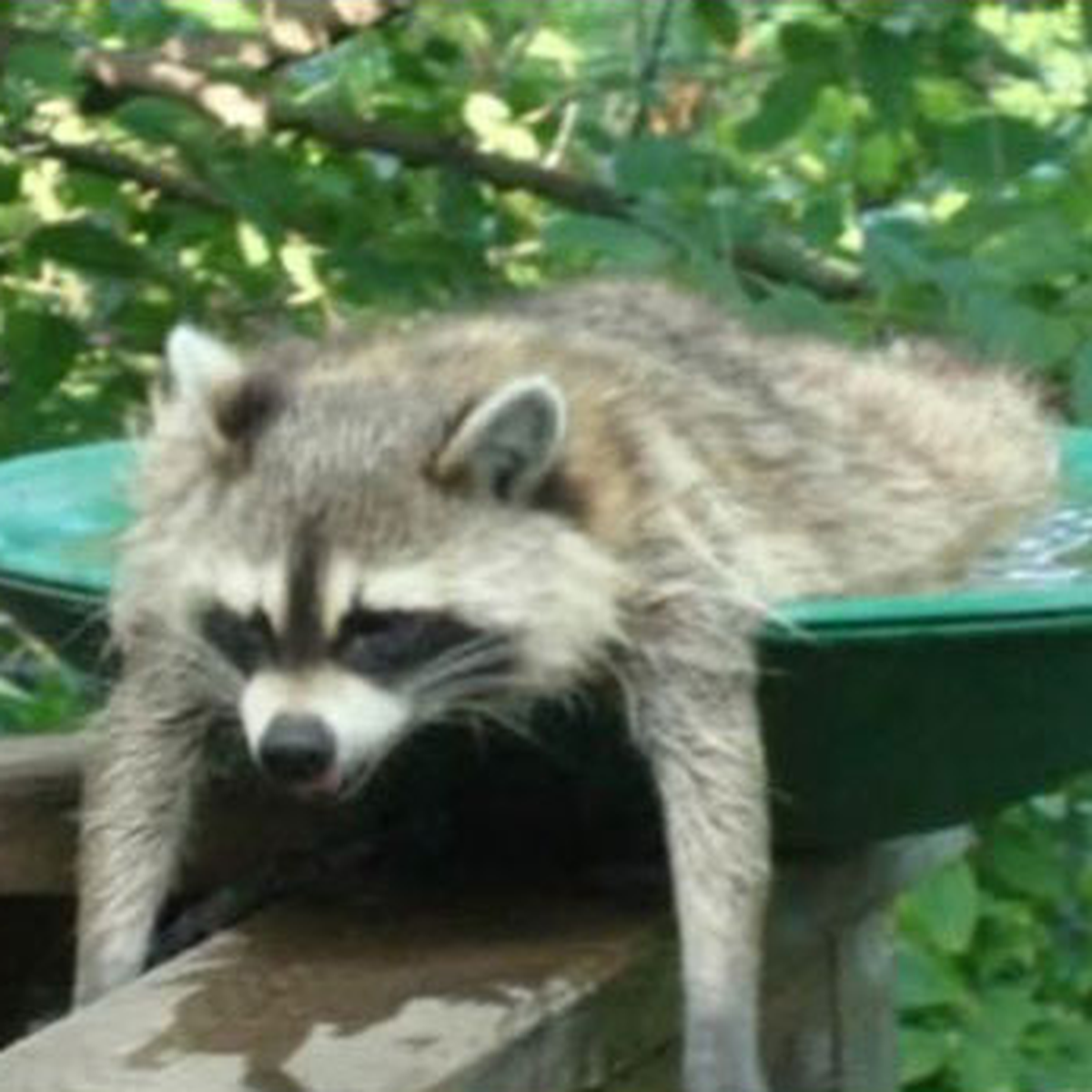 Waschbär von Hitze erschlagen.
http://imgur.com/8PezjBH
Cute News