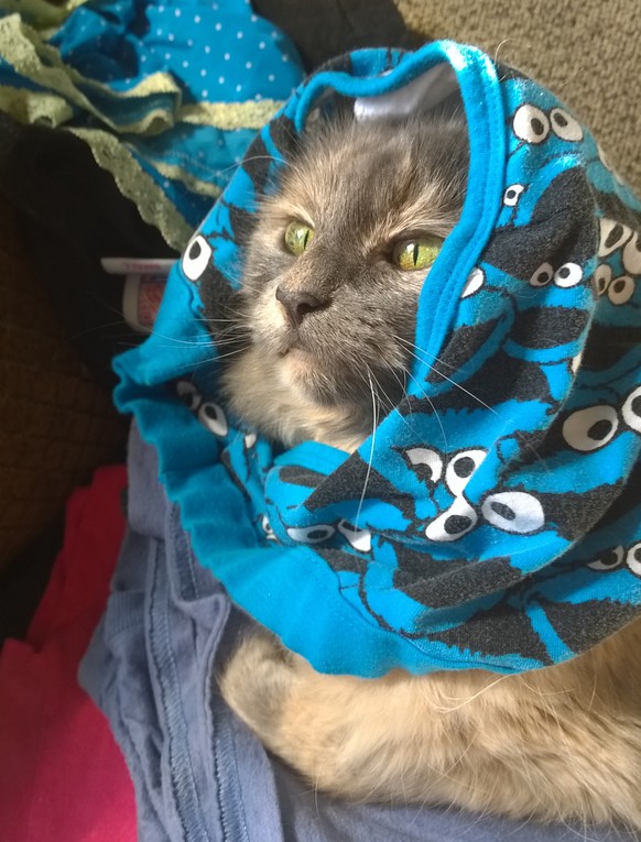 Katze hilft bei der Wäsche.
http://imgur.com/gallery/OR4QUO8