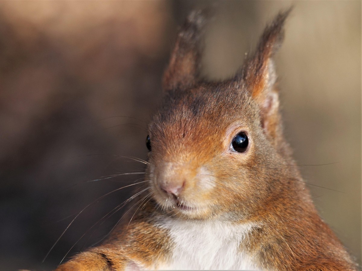 cute news animal tier eichhörnchen squirrel

https://www.reddit.com/r/squirrels/comments/shurj4/this_chirsty_top_squirrel_in_my_group_of/