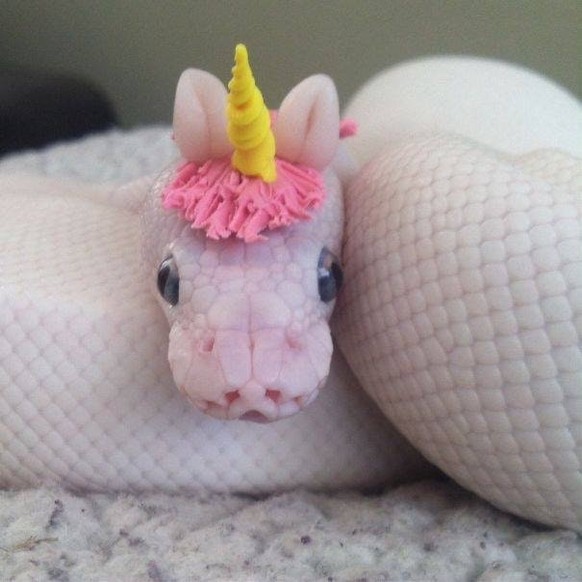 Schlange mit Einhorn-Hut oder so.
Cute News
https://www.reddit.com/r/aww/comments/4rwc72/snake_with_a_unicorn_hat/