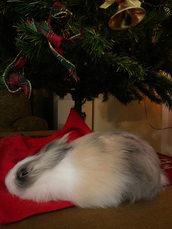 cute news tier hase weihnachtsbaum

https://www.reddit.com/r/Rabbits/comments/18lgoir/what_is_this_creature/