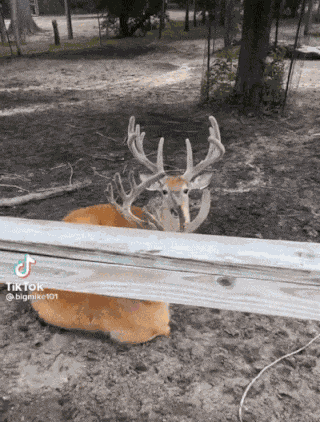 Animiertes GIF
