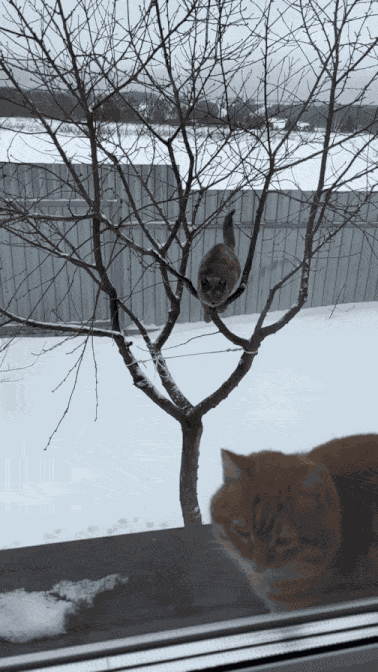 Animiertes GIF