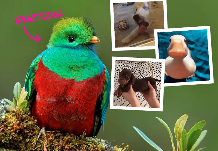 23 Tiere aus den Kategorien Jööö, Haha und WTF?!