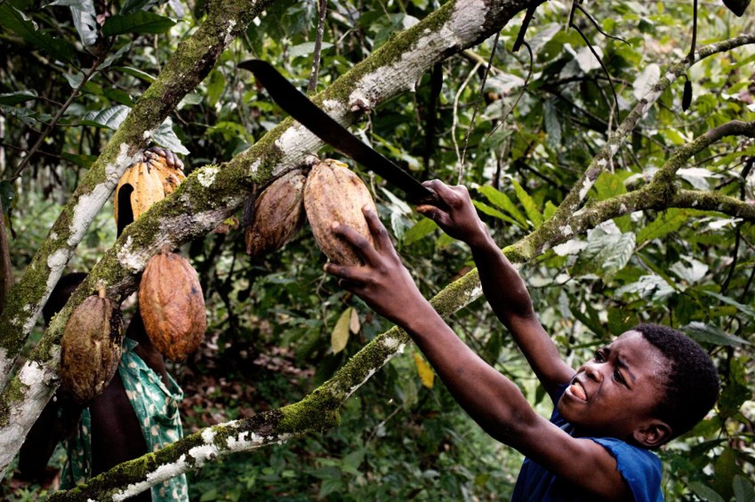 Elfenbeinkueste, Sinikosson, Kakaoplantage, Kakao, Plantage, Anbau, Landwirtschaft, Junge, Portrait, Kind, Kinderportrait, Kinderarbeit, Einheimischer, Bevoelkerung, Westafrika, Afrika, 02.10.2008. QF ...