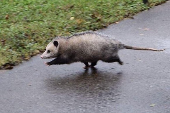 oppossum tier animal cute news

https://www.reddit.com/r/Awwducational/comments/q2dza6/opposums_get_a_lot_of_hate_but_they_clear_many/