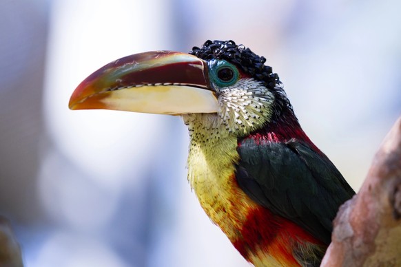 Close up of a Curl crested aracari, a beautiful bird native to South America