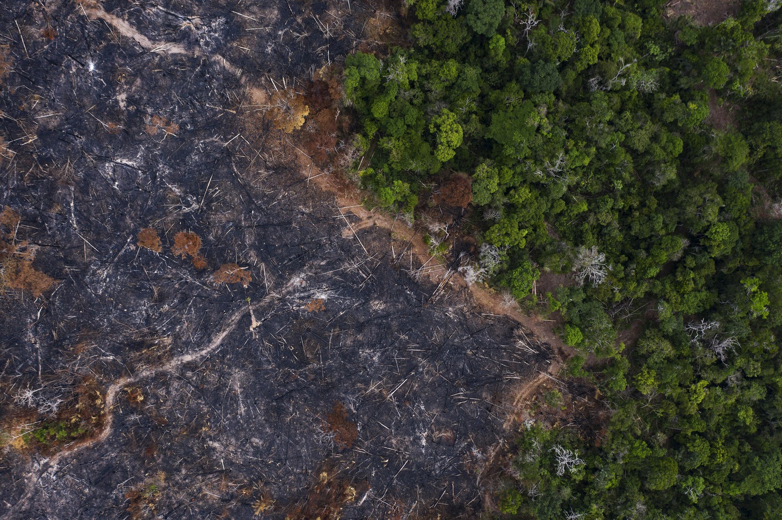 FILE - Trees stand alongside a burned area, left, of the Amazon rainforest in Prainha, Para state, Brazil. When the Archbishop of the Brazilian city of Manaus Leonardo Steiner kneels before Pope Franc ...