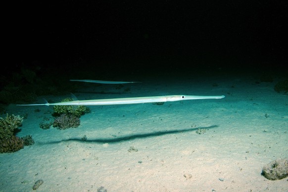 Pazifischer Trompetenfisch (Aulostomus chinensis), Rotes Meer, Ägypten, Afrika ibxaaa03822138.jpg

Pacific Trumpet fish Aulostomus chinensis Red Sea Egypt Africa ibxaaa03822138 JPG
