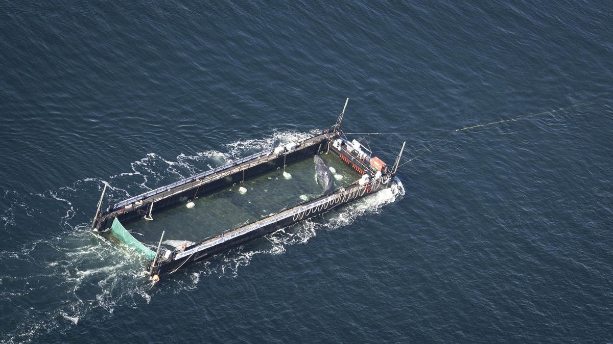 29.04.2026, Schleswig-Holstein, Fehmarn: Der Wal liegt am Mittwochmorgen in einem gefluteten Lastschiff kurz vor der d�nischen Grenze (Aufnahme aus einem Flugzeug). Der aus einer flachen Bucht vor Wis ...