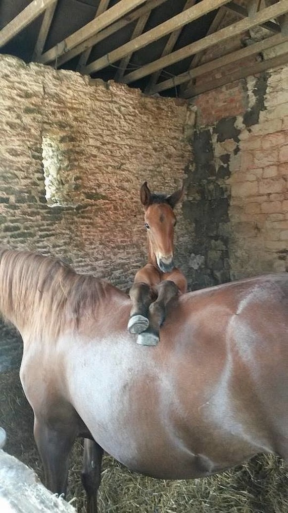 cute news tier pferd fohlen

https://ch.pinterest.com/pin/5629568279372933/