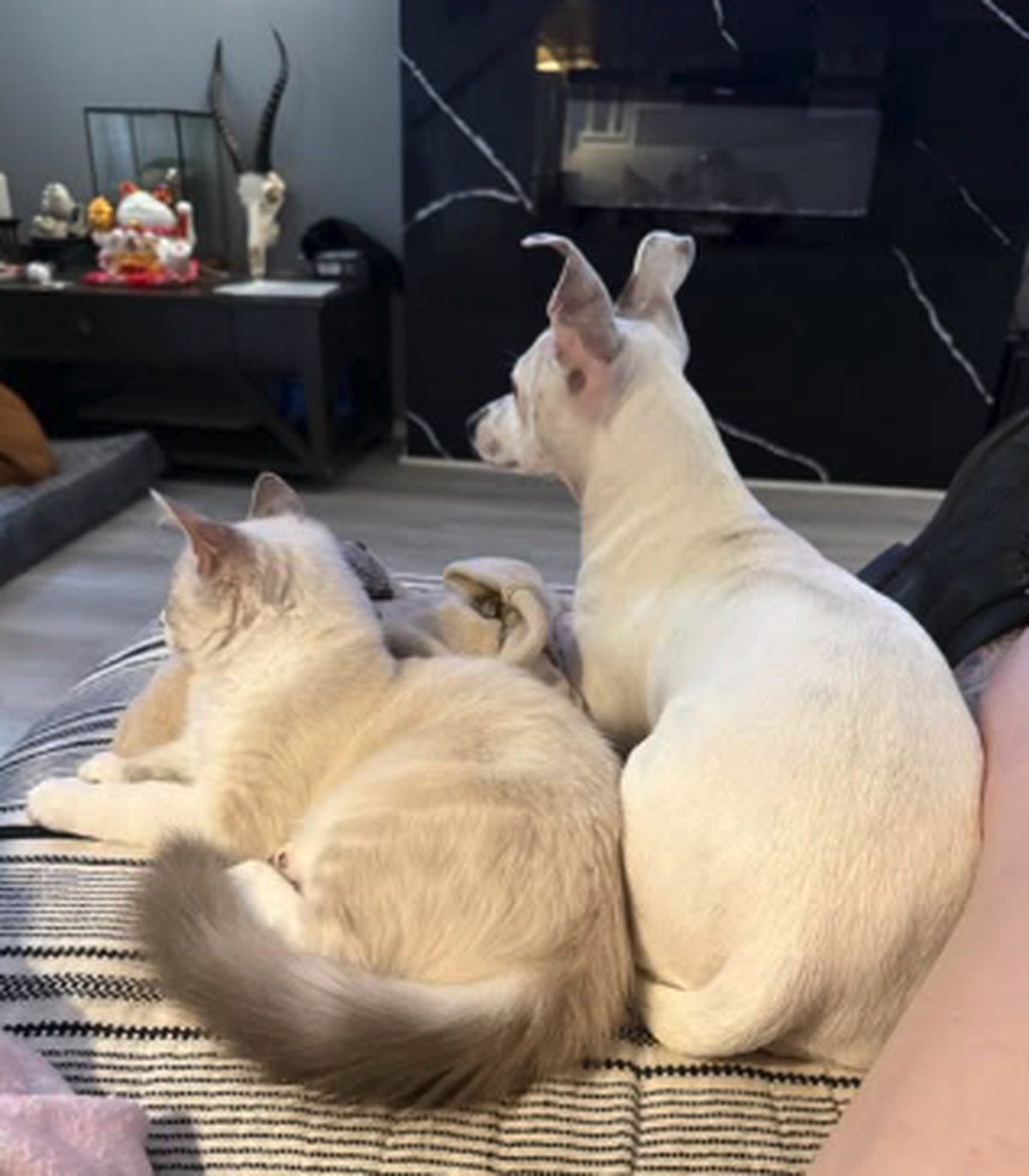 Besties: Hund und Katze

https://www.threads.com/share/BBOBuVtlCN/