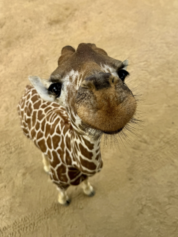 Die lustigsten Tierbilder der Woche: Cute News