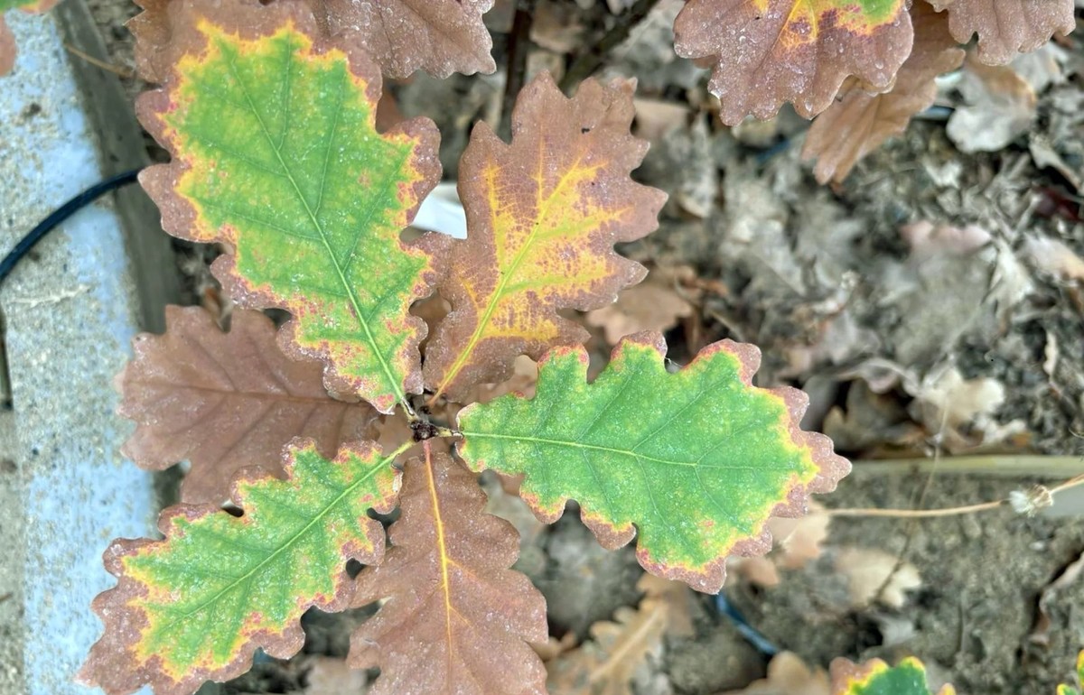 On voit sur ces feuilles de chêne les dégâts causés par la chaleur et la sécheresse.
