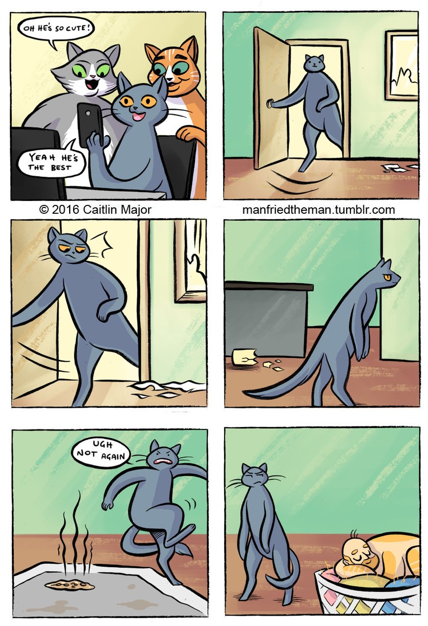 http://manfriedtheman.tumblr.com/

Wenn Katze und Mensch, die Rollen tauschen würden