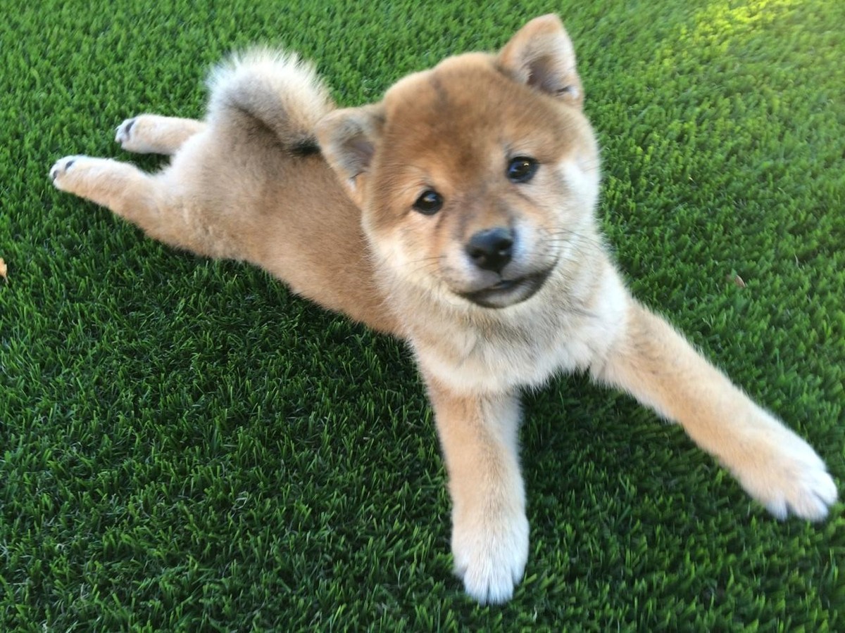 des shiba inus trop mignons!