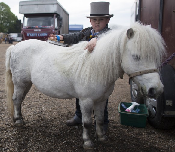 Ebenfalls herausgeputzt: Shetland Pony.