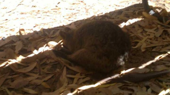 Quokka
Cute News
http://imgur.com/a/vnO5a