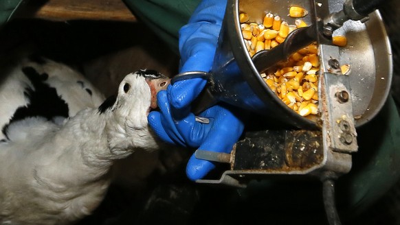 Fois gras producer Robin Arribit force-feeds a duck with corn in La Bastide Clairence, southwestern France, Thursday, Dec.8, 2016. Despite a new outbreak of bird flu in France, foie gras producers are ...