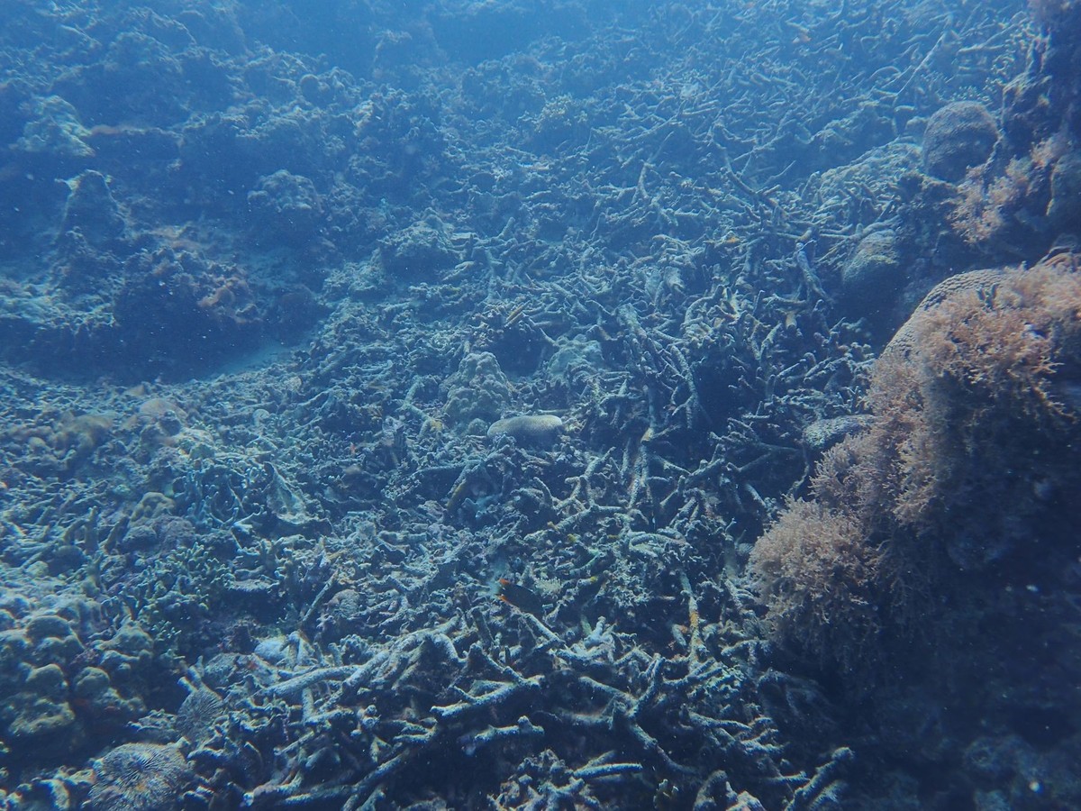 Beschädigte Korallen in der Pujada Bay, Philippinen.