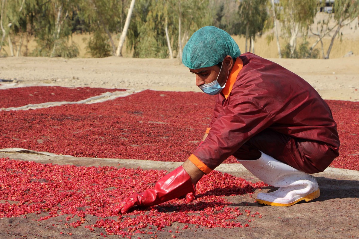 epa12564260 A worker sorts pomegranate seeds for export at a processing facility in Kandahar, Afghanistan, 02 December 2025. The facility, which is the first private pomegranate processing factory in  ...
