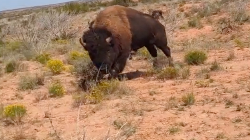 American woman gets too close to herd of bison – that doesn’t suit them at all “Don’t go to bed”: what you can do about winter depression