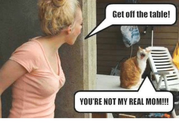 You're not my real mom!
Cute News
https://awwmemes.com/i/19991352