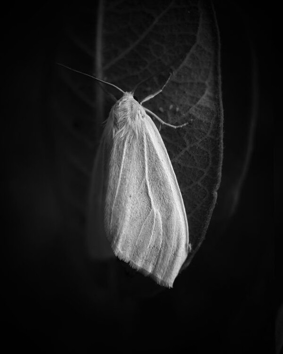 Scott Galloway