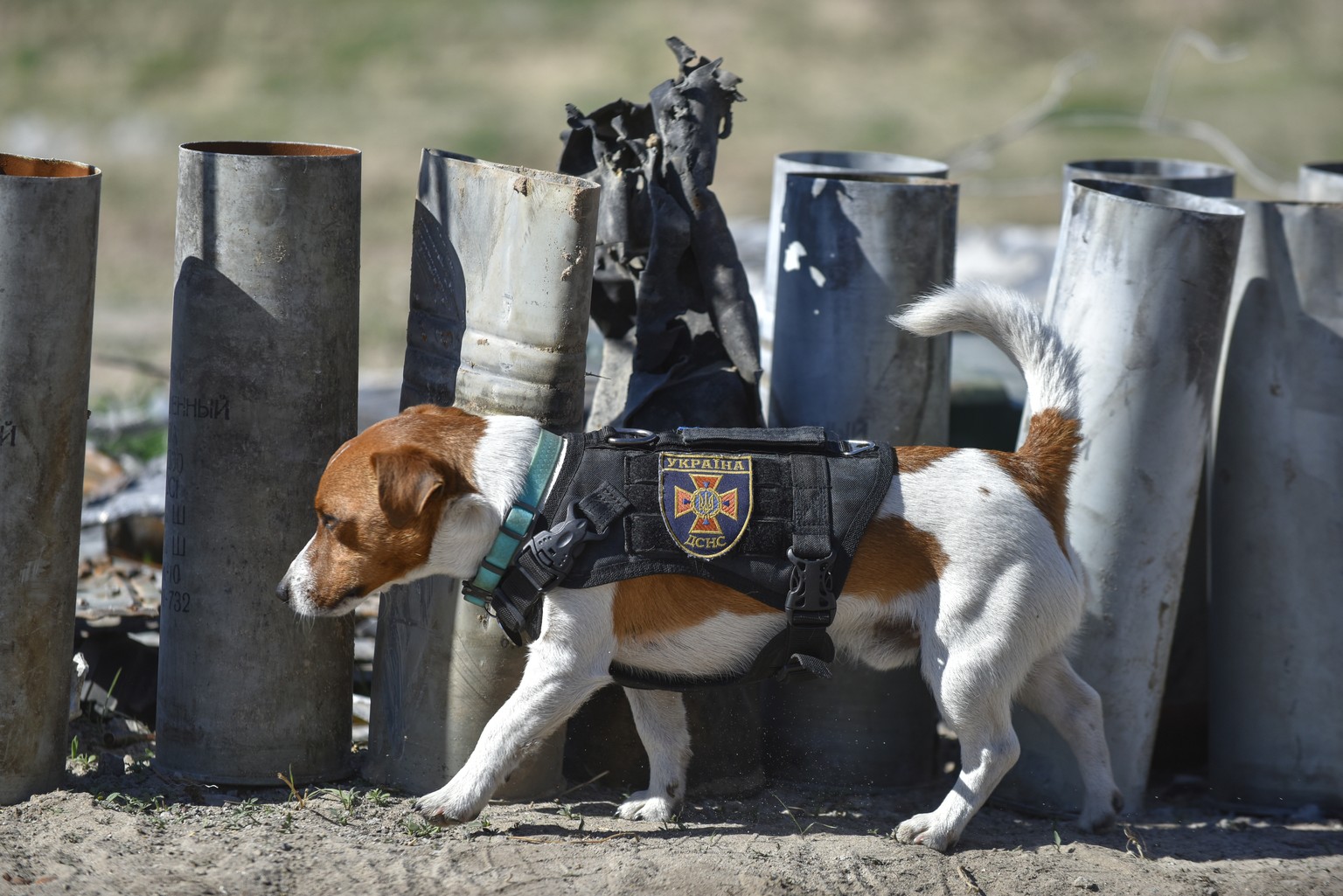 epa09928986 A picture taken during a trip organized by the Ukrainian interior ministry shows dog Patron, trained to search for explosives, during demining works at the Gostomel airfield near Kyiv (Kie ...