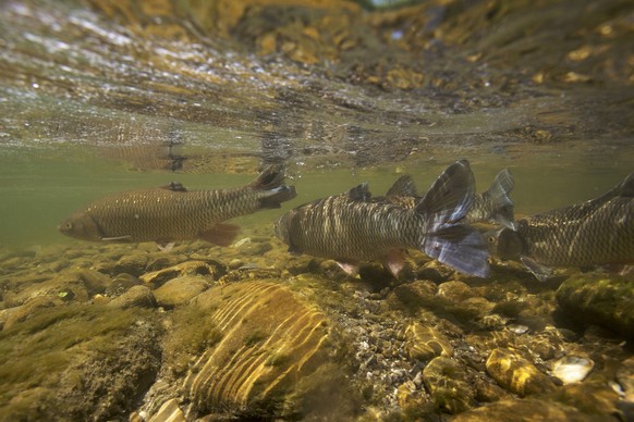 Chub (Squalius / Leuciscus cephalus) on spawning ground, Tr