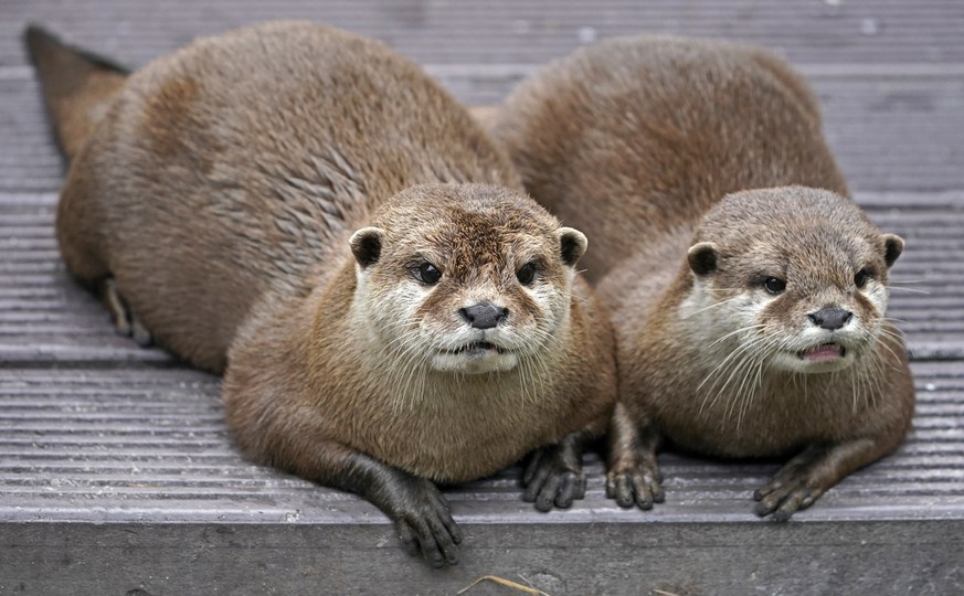 epa07889669 Two Asian small-clawed otter (Aonyx cinerea) lie in their enclosure at the zoo in Landau, Germany, 02 October 2019. EPA/RONALD WITTEK